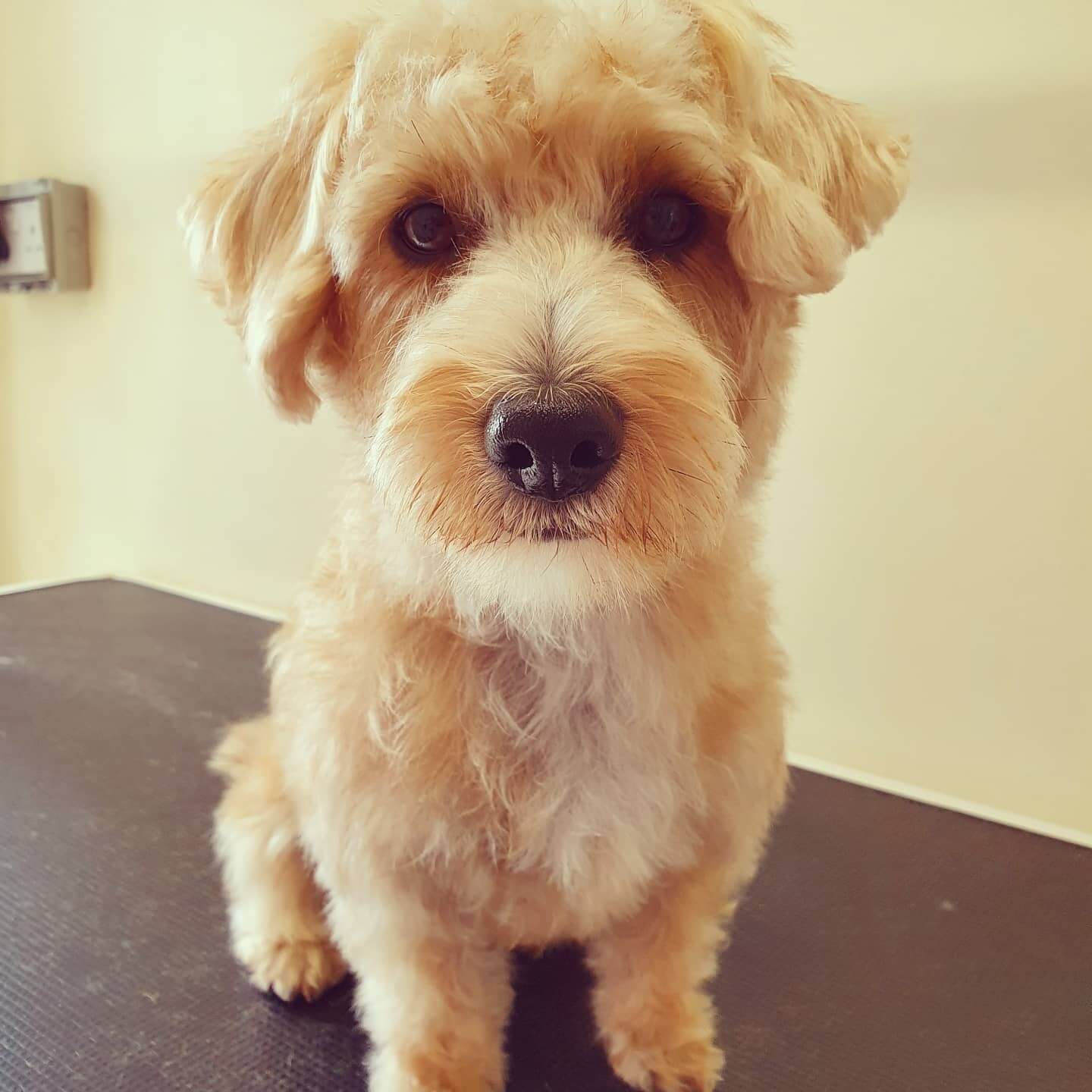 worthing dog groomer - dylan - yorkie x jack russel x daschund